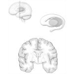 Basal Ganglia