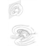 Limbic System