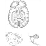 Hippocampus