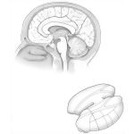 Thalamus