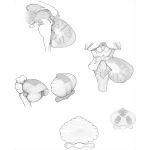 Cerebellum