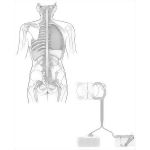 Spinal Cord I