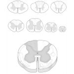 Spinal Cord II