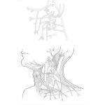 Cervical Plexus