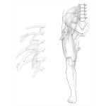 Lumbar Plexus