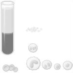 Composition of the Blood