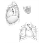 Heart I