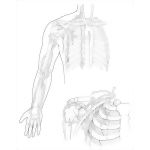 Arteries of the Upper Limb