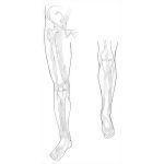 Arteries of the Lower Limb