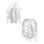 Veins of the Abdominopelvic Cavity