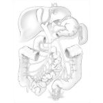 Portocaval Anastomoses
