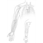 Veins of the Upper Limb