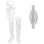 Veins of the Lower Limb