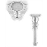 Urinary Bladder and Urethra