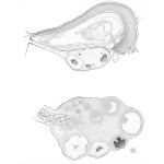 Ovaries and Uterine Tubes