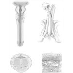 Male Urethra and Penis