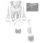 Thyroid and Parathyroid Glands