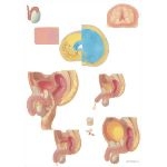 Diseases of Prostate: Benign Prostatic Hypertrophy (BPH)