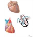 Anatomy of the Heart