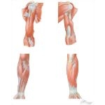 Musculature of the Arm