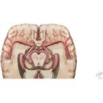 Arterial Distribution To The Brain: Cutaway Basal View Showing The Circle Of Willis