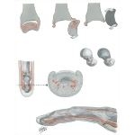 Surgical Anatomy of the Hand