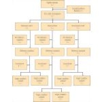Flow Chart of a Recommended Sequence of Carrying Out a Study of Diagnostic Accuracy