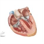 Typical ECG Recordings and Anatomic Representation of the Common Supraventricular Tachycardias