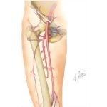 Nerves of Thigh and Hip