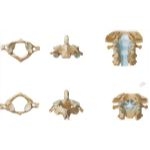 Anatomy of a Vertebra