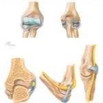 Elbow Stability and Cubital Tunnel
