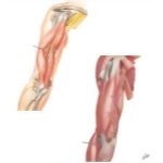 Nerves of the Arm