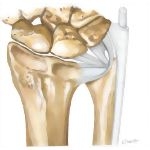 Joints of the Forearm