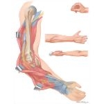 Disorders of the Forearm