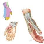 Nerves of the Hand