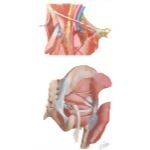 Arteries of the Pelvis
