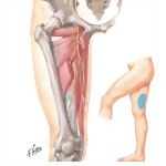 Obturator Nerve