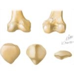 Osteology of the Leg and Knee