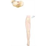 Osteology of the Leg and Knee