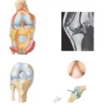 Joints of the Leg and Knee