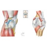 Joints of the Leg and Knee