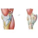 Joints of the Leg and Knee