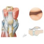 Joints of the Leg and Knee