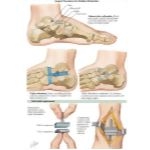 Labeled image