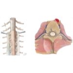 The Spinal Meninges and Their Relationship to the Spinal Cord