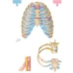 Thoracic Cage Injuries