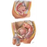 The Reproductive System