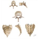 Representative Vertebrae