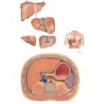 Various Views of Liver and Bed of Liver