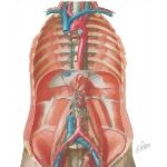 Abdominal Lymphatics